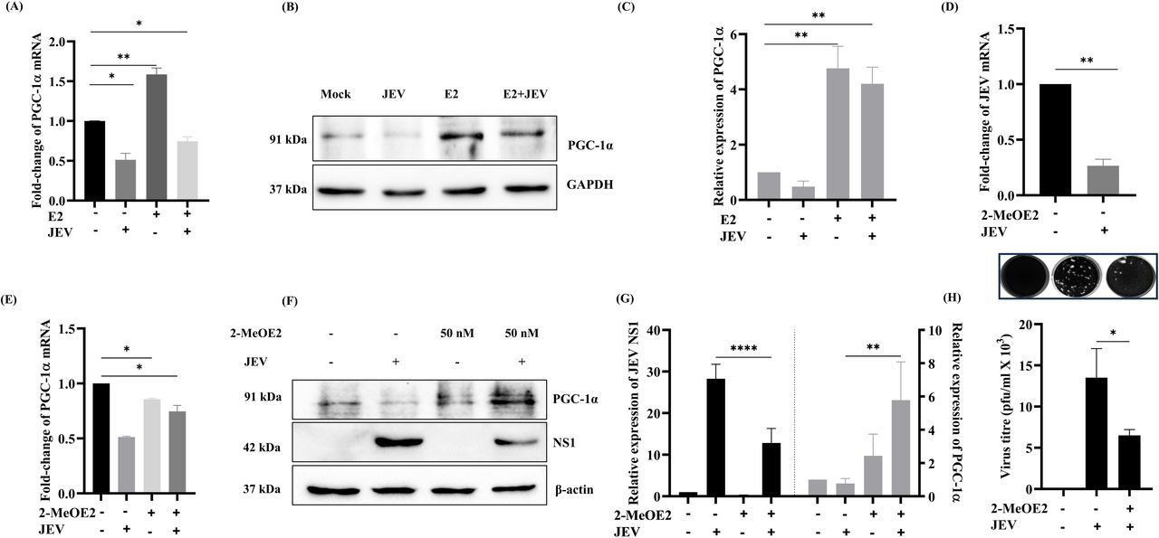 Figure 5｜E2 上调 PGC-1α、JEV 感染下调 PGC-1α，PGC-1α 抑制剂降低 JEV 复制，论文关键原图