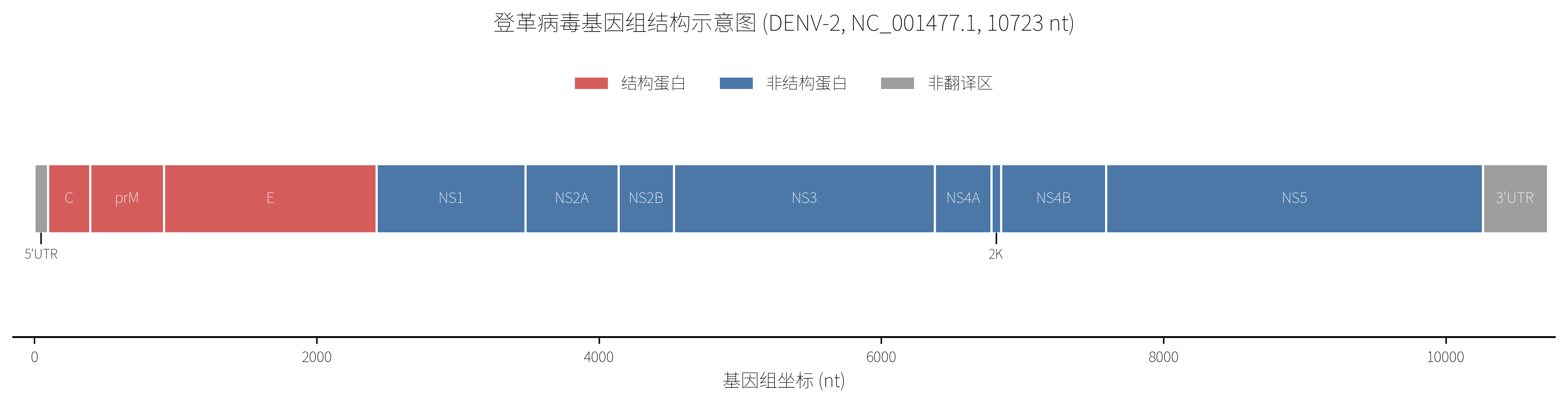 Python绘制的登革病毒2型基因组结构图，标示UTR、结构蛋白和非结构蛋白