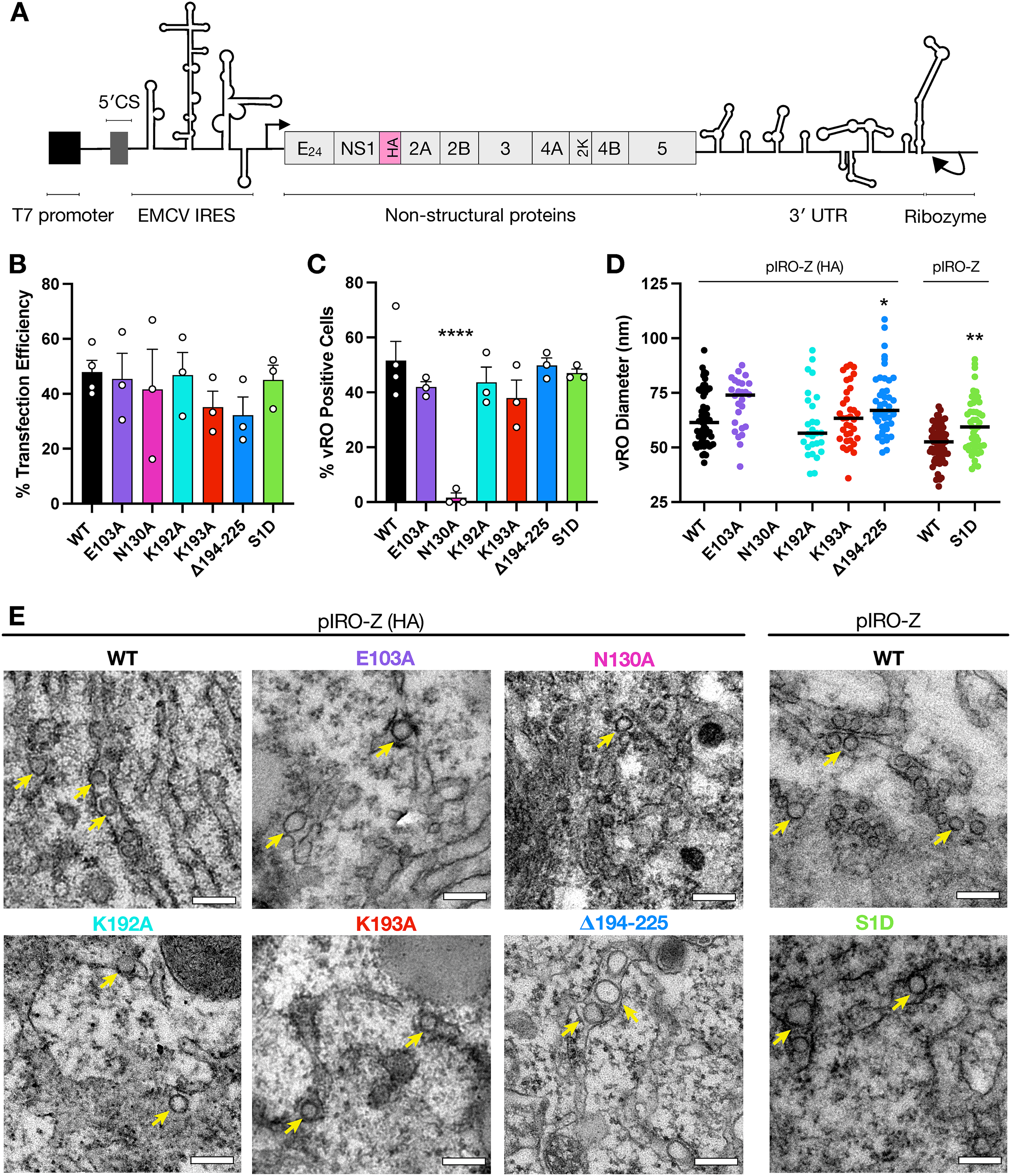 Figure 6｜NS2A 功能解耦实验：全长与 NS2Aα 分别缺失对 RNA 复制与感染性颗粒产量的影响，论文原图