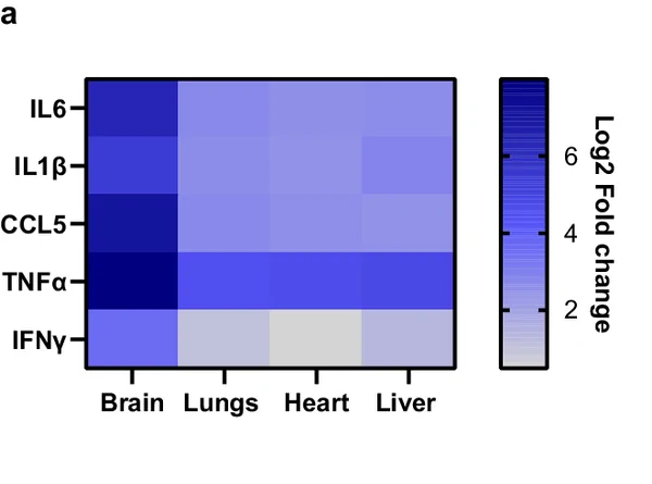 Nature Communications Figure 7a 原图，显示胚胎脑、肺、心、肝四器官细胞因子 log2 差异倍数热图