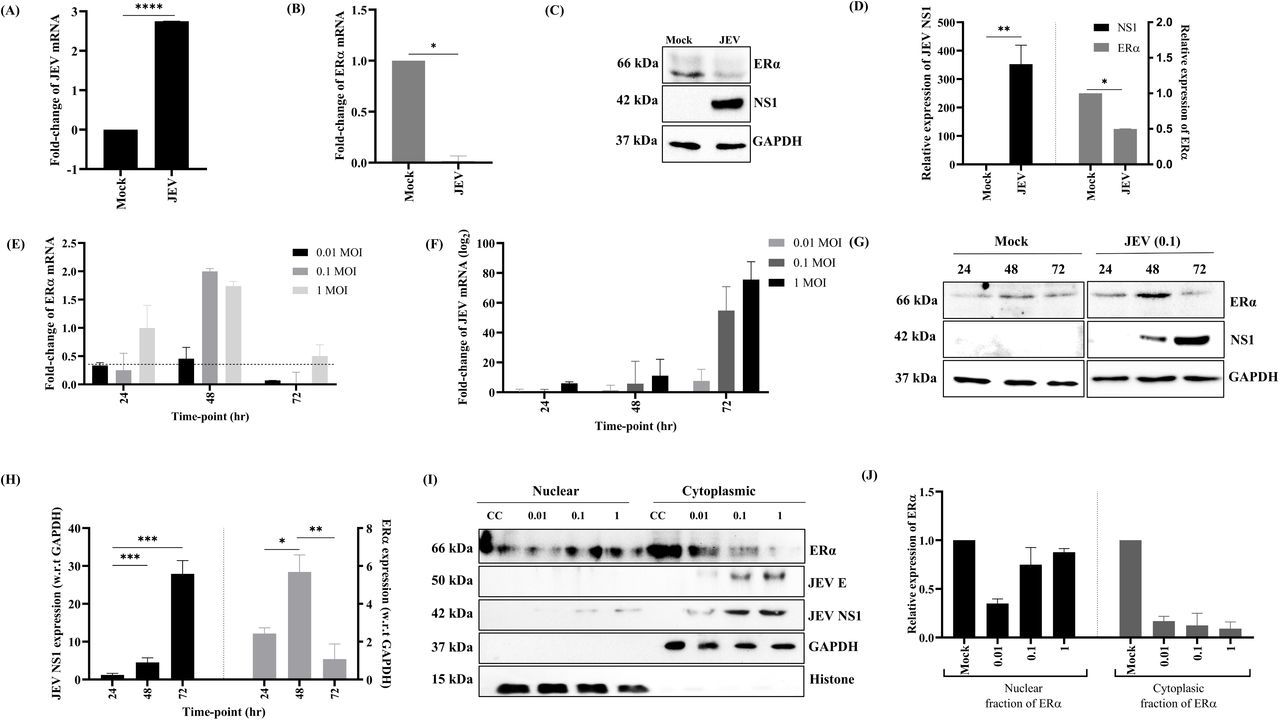 Figure 3｜JEV 感染以时间与 MOI 依赖方式调控 ERα 的 mRNA、蛋白与亚细胞分布，论文关键原图