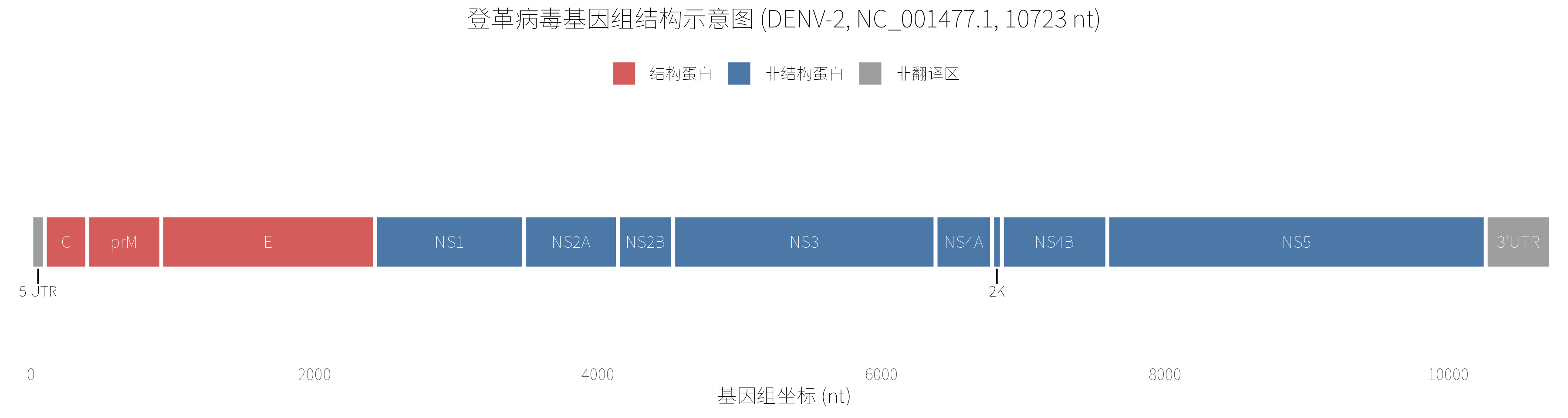 R绘制的登革病毒2型基因组结构图，采用与Python版本相同的功能分区和配色