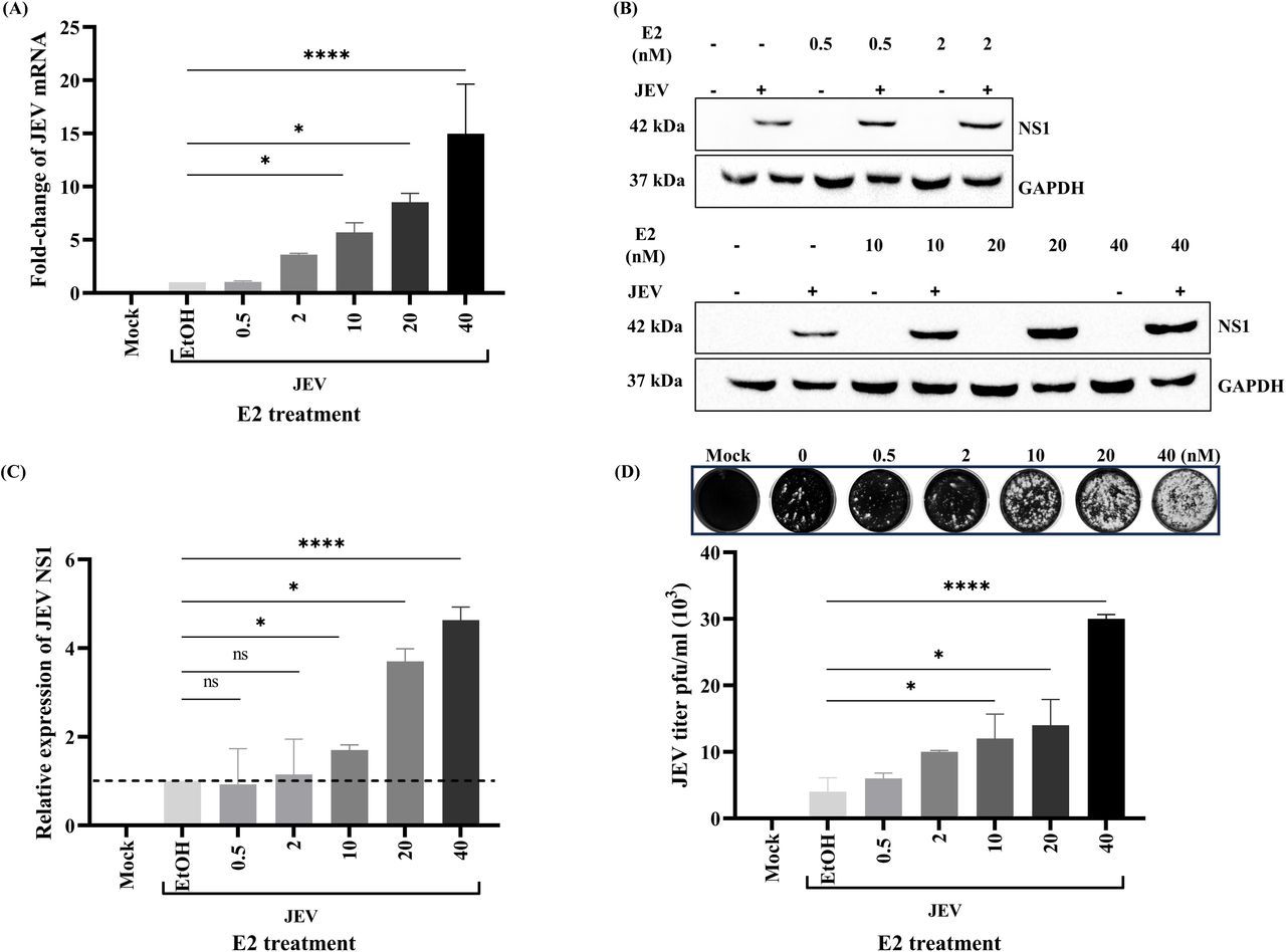 Figure 2｜雌激素剂量依赖增强 JEV 复制：JEV mRNA、NS1 蛋白与感染性滴度随 E2 剂量升高，论文关键原图