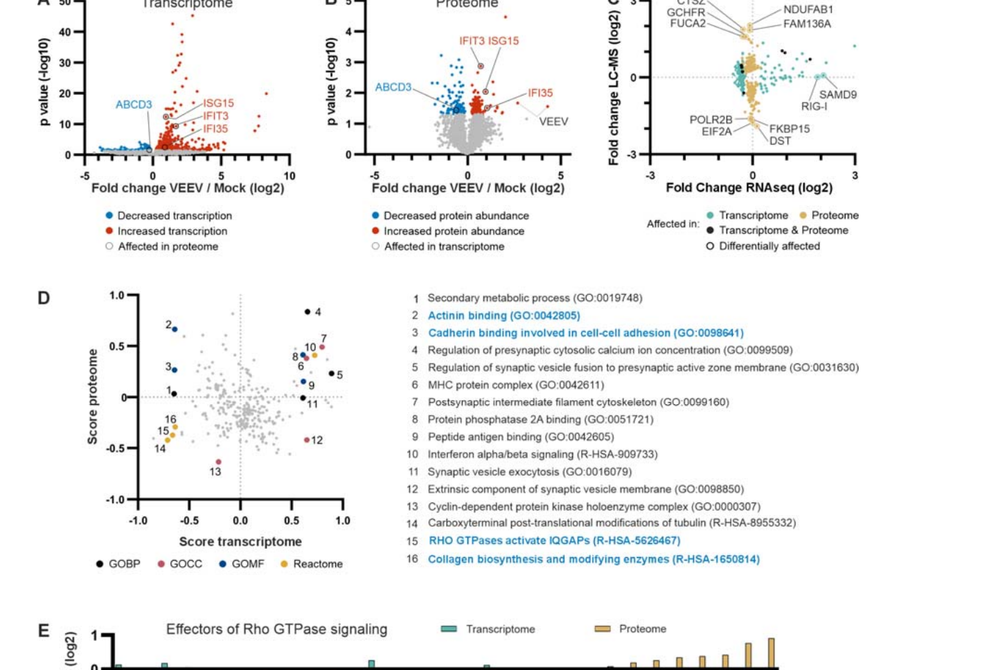 Figure 4｜多组学解析：转录–蛋白解耦与 Rho GTPase 效应蛋白下调，论文关键原图
