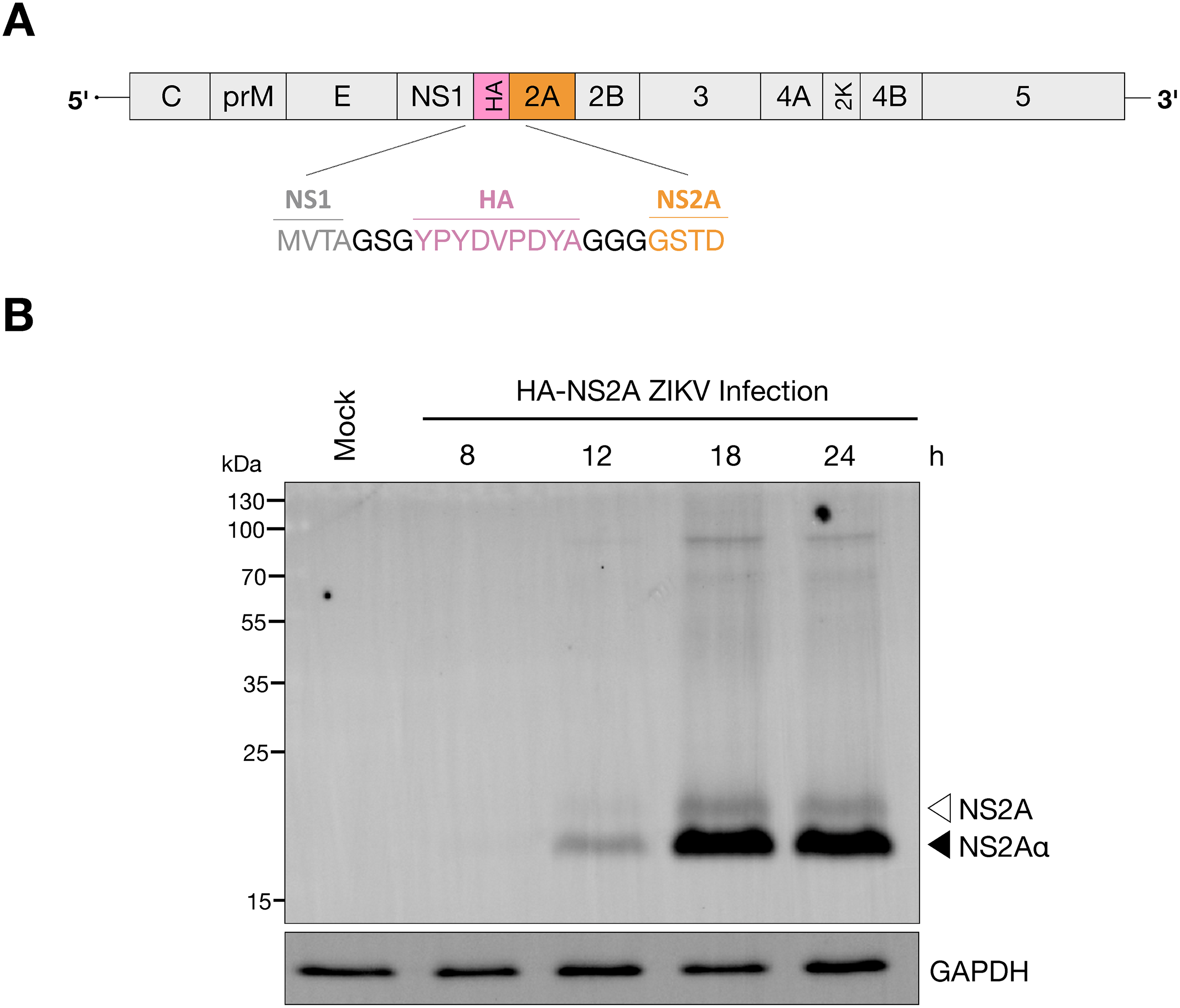 Figure 1｜内源标记病毒中 NS2A 双异构体的鉴定：全长 NS2A 与 NS2Aα 的 Western 证据及切割位点分析，论文原图